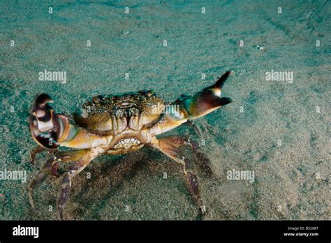 Cancer Pagurus Edible Crab Stock Photo Alamy