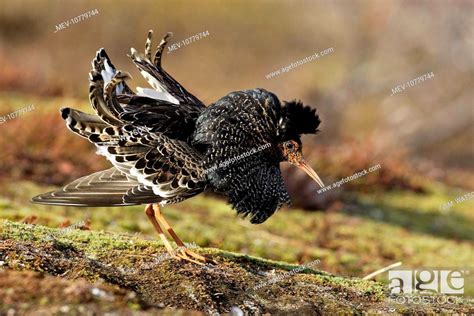 Ruff Male In Mating Display Philomachus Pugnax Stock Photo