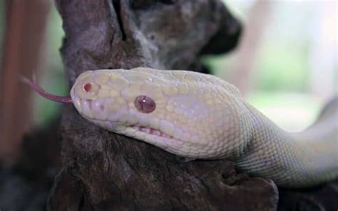 Sonhar Cobra Branca É bom ou ruim Qual o significado