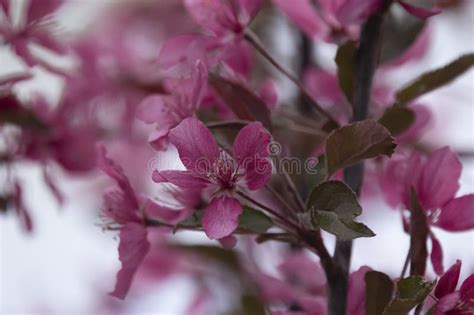 Young Crabapple Pink Bloom on the Branch with Leaves in Spring Stock ...