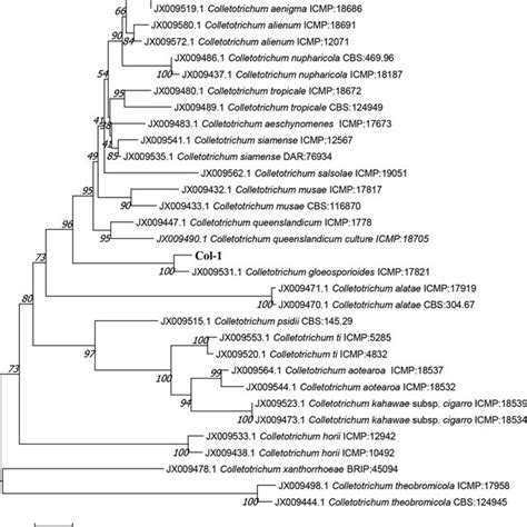 Phylogenetic Tree Calculated From The Alignment Of Concatenated