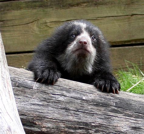 Spectacled Bear Cubs Playing | Animals-Pets