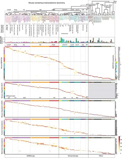 An Integrated Multimodal Census And Atlas Of Cell Types In The Primary