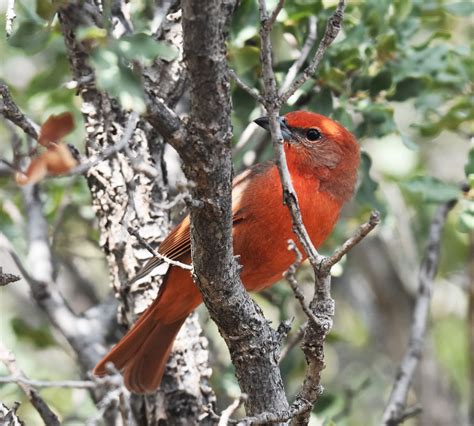 Usfws News On Twitter Rt Usfws Hepatic Tanagers Range Just Barely