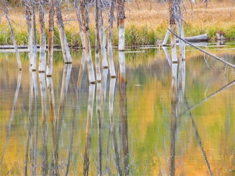 Yellowstone Fall Colors Base Camp - A Yellowstone Life