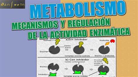 Metabolismo Parte 3 Mecanismos y regulación de actividad enzimatica