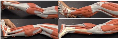 lower leg muscles Diagram | Quizlet