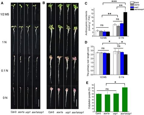 Effects Of Low N On Col 0 Aox1a Ucp1 Aox1a Ucp1 Seedlings