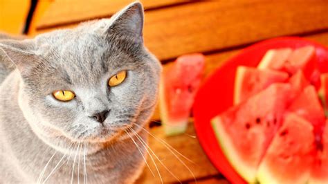 13 Frutas Que Gatos Podem Comer E 8 Frutas Proibidas