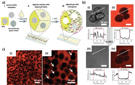 A Schematics Of Formation Of Porous Alginate Hydrogels Iii