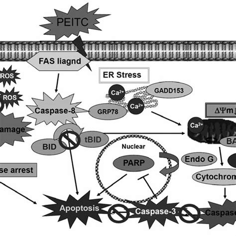 The Proposed Signaling Pathways Of Peitc Induced G M Phase Arrest