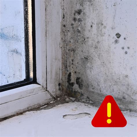 Property Should Tenants Be Educated On Preventing Mould In