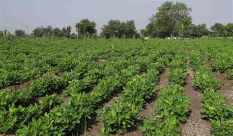 Kharif And Rabi Crops In India A Full Guide Agri Farming