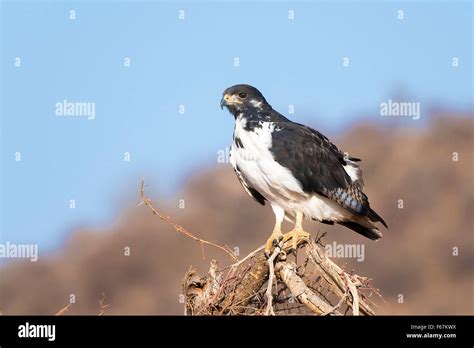 Augure Buzzard Buteo Augure Adulte Banque De Photographies Et Dimages