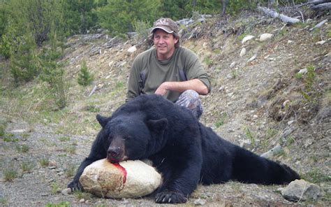 Bc Bear Hunting Black Bear Hunt Photo Gallery Circle M Outfitters