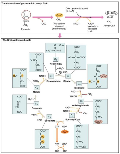 Carbohydrate Metabolism Anatomy And Physiology Ii