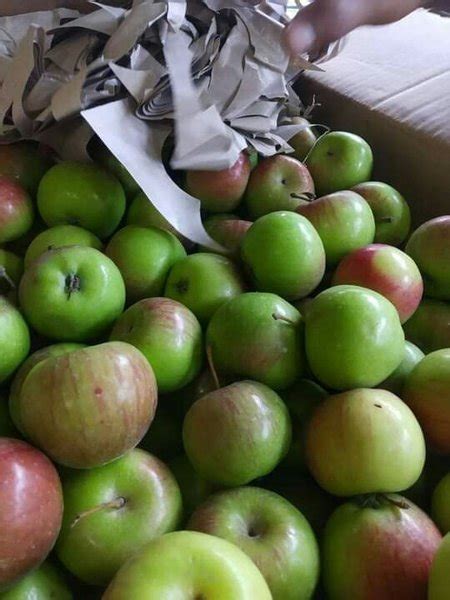 Jual Apel Malang Di Lapak Alfarizki Buah Bukalapak