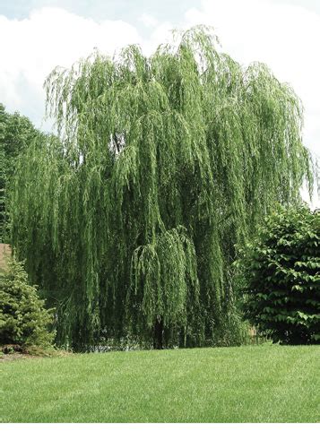 Prairie Cascade Weeping Willow • Kiwi Nurseries Ltd