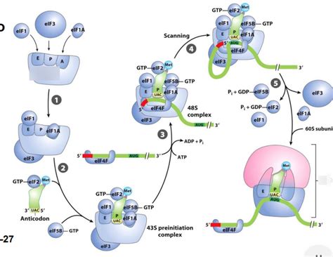 Exam 4 Lecture 51 Translation "Protein Synthesis" part 2 Diagram | Quizlet