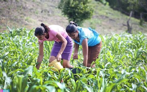 Inta Entregar Mil Bonos Tecnol Gicos A Familias Productoras De