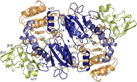 Crystal Structure Of Bacterial Enzyme Reveals A Potential Target For