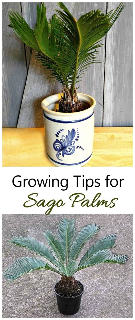 Growing Sago Palms How To Grow A Sago Palm Tree Artofit