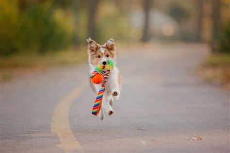 Premium Photo A Dog Running With A Toy In Its Mouth