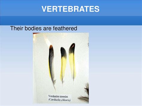 Ppt Vertebrates Powerpoint Presentation Free Download Id 6670246