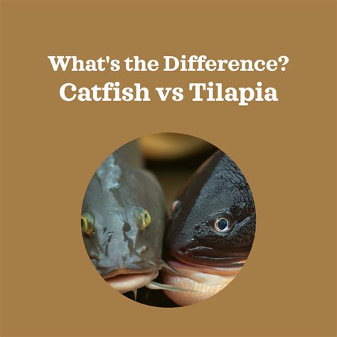 Catfish Vs Tilapia What S The Difference