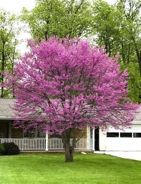 Eastern Redbud Tree