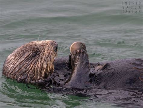 Southern Sea Otter Food Choices – Ingrid Taylar Foto