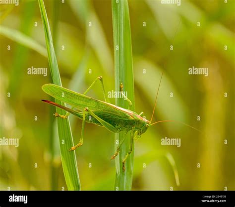 Big Green Grasshopper Female Crawling On Grass Wild Stock Photo Alamy