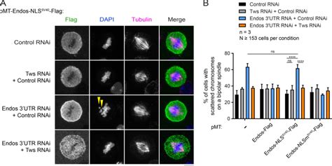 Depletion Of Tws Rescues Mitotic Defects Resulting From The Loss Of