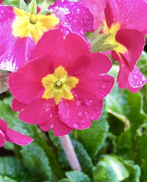 Top 93 Pictures Images Of Primrose Flowers Excellent