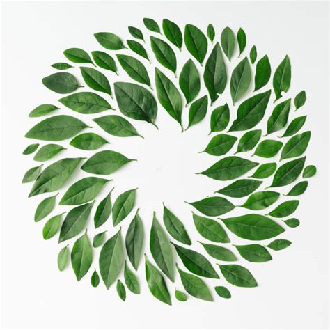 Sansibar Home Leinwandbild Green Leaves Arranged In Spiralform Von