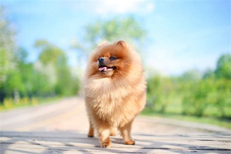 Pomeranian Shedding Stage - Pets Lovers