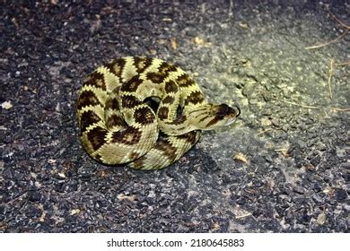 333 Arizona black rattlesnake Images, Stock Photos & Vectors | Shutterstock