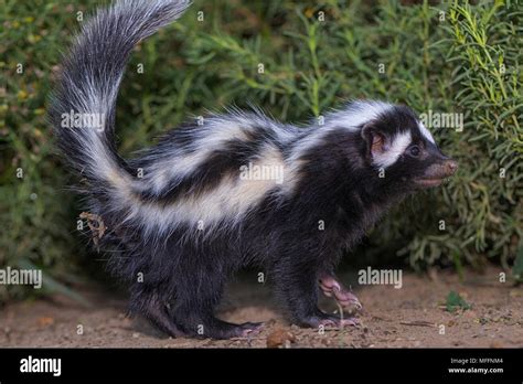 Striped Polecat Ictonyx Striatus Namibia Stock Photo Alamy