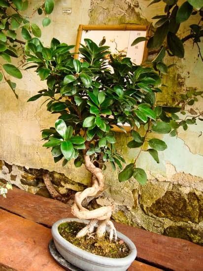 Come Curare Un Bonsai Di Olmo Mondo Bonsai