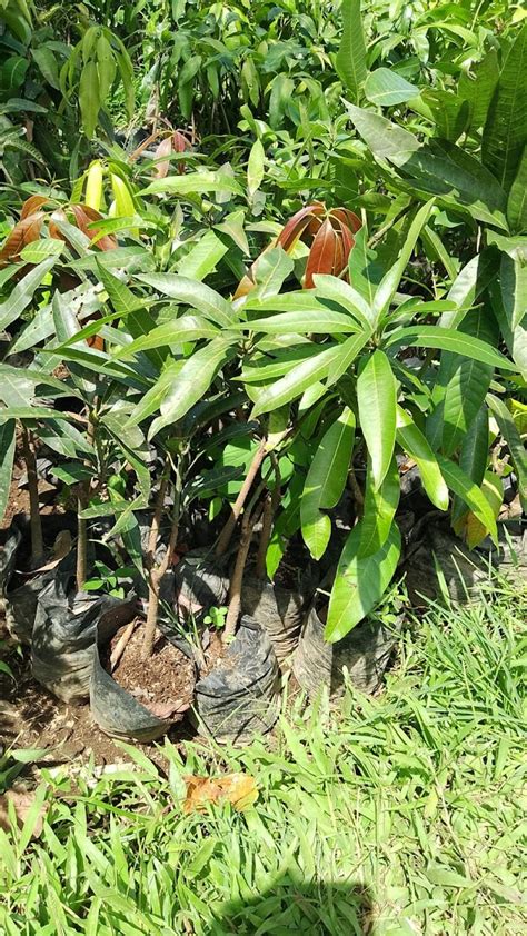 Jual Pohon Bibit Mangga Kelapa Terdekat