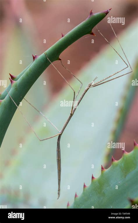 Cape Stick Insect Phalces Brevis South Africa Stock Photo Alamy