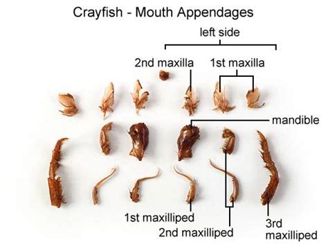 Crayfish Dissection - BIOLOGY JUNCTION