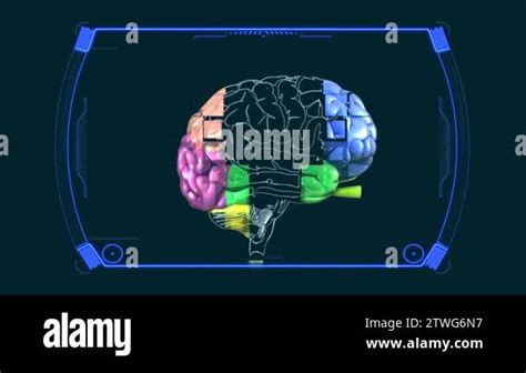 Anatomy Diagram Brain HD Stock Video Footage - Alamy