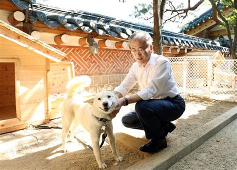 金正恩赠送韩国一对朝鲜丰山犬，文在寅开心抚摸全球速报澎湃新闻 The Paper