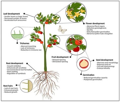 Biomolecules Free Full Text Sweet Modifications Modulate Plant