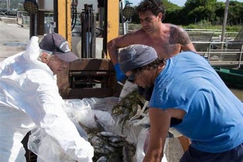 Morìa di pesci ad Orbetello la Forestale sta indagando