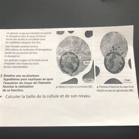 Bonjour Je Ne Comprend Pas Comment Calculer La Taille De La Cellule Et