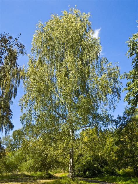 Filebetula Pendula 001 Wikipedia