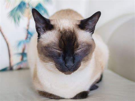 13 Things About Blue Point Siamese You Should Know I Discerning Cat