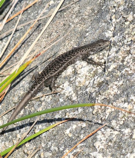 Ocellated Cool Skink From The Gardens TAS 7216 Australia On March 23